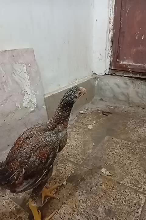 خروس لاری|پرنده|مشهد, شهید معقول|دیوار