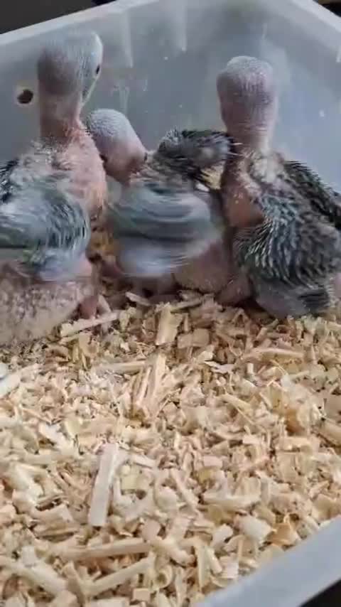 جوجه سرلاکی ۴۰ روزه ملنگو سبز|پرنده|زنجان, |دیوار