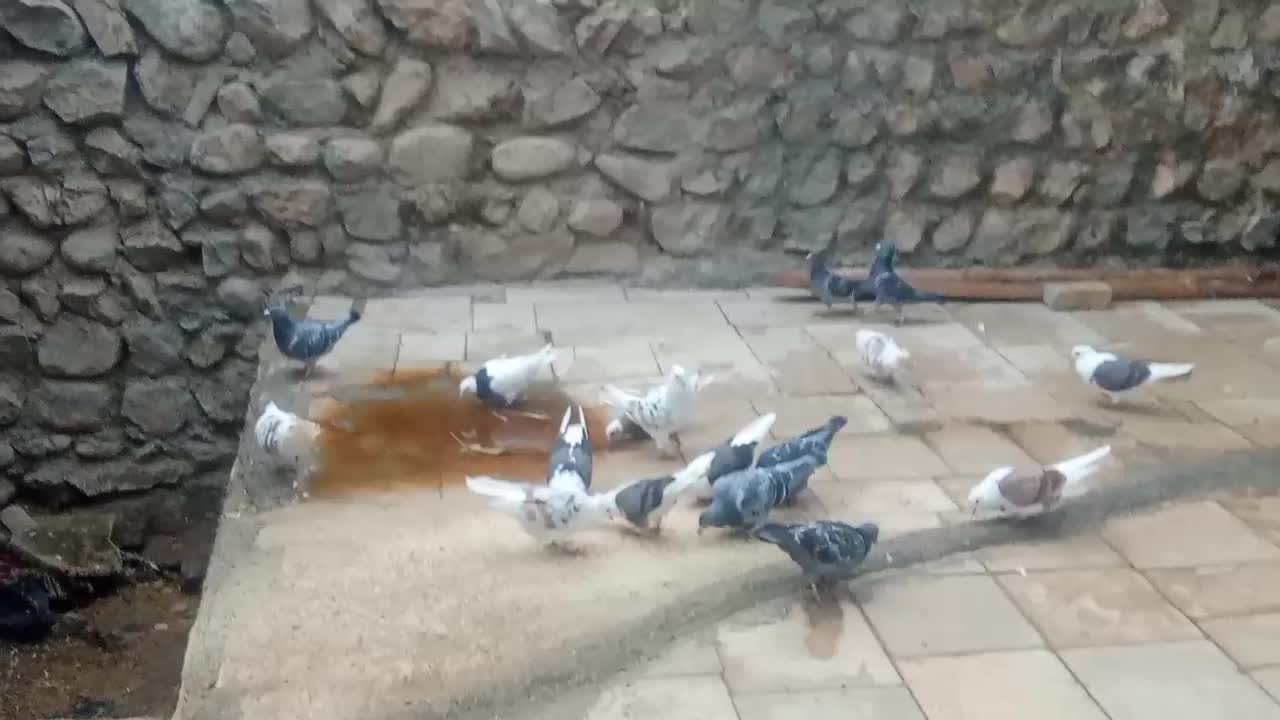 کبوتر|پرنده|چگنی, |دیوار