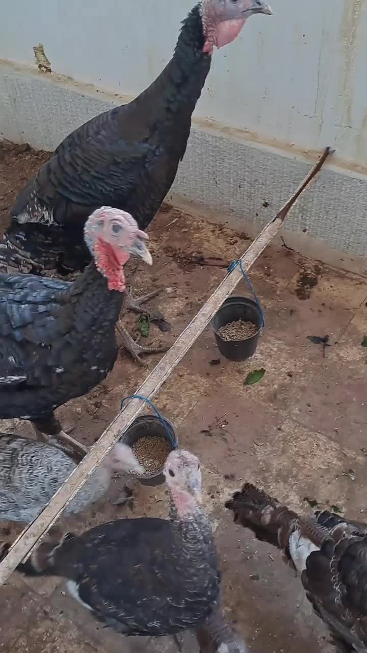 بوقلمون محلی|حیوانات مزرعه|صدرا-فارس, فاز ۱|دیوار