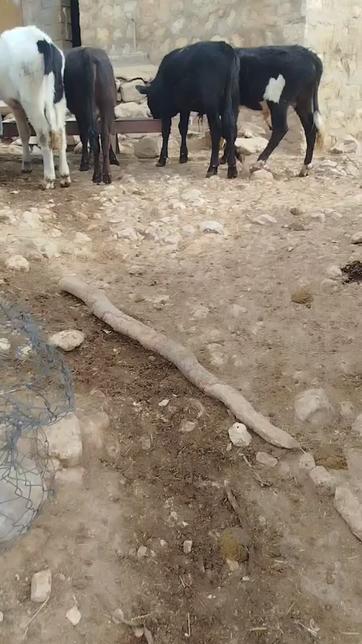 گوساله نر کوردی|حیوانات مزرعه|چرداول, |دیوار