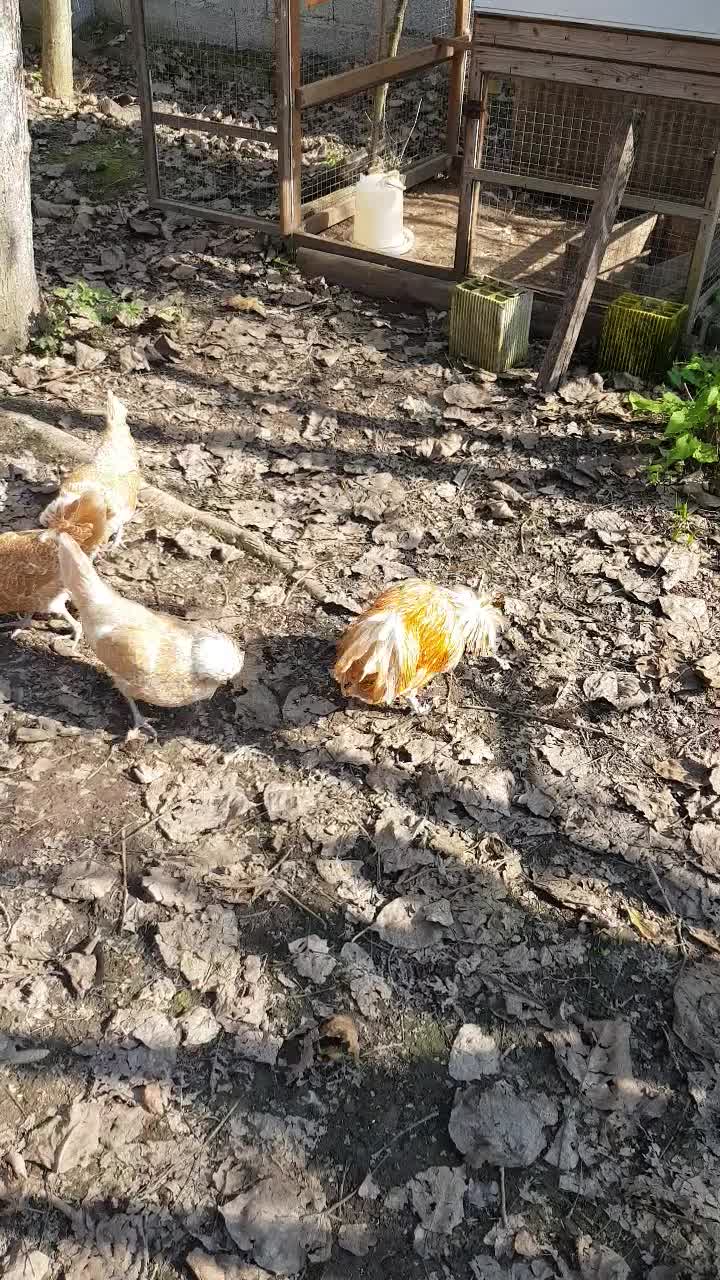 مرغ خروس لهستانی پولند و سلطان وارداتی|حیوانات مزرعه|رشت, اسماعیل آباد|دیوار