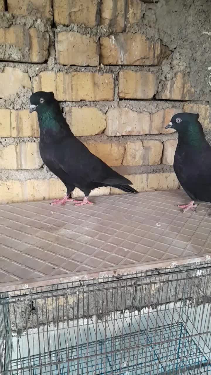 کفتر سیا بهبهانی قهویی دم سفید طوقی|پرنده|شیراز, دست خضر|دیوار