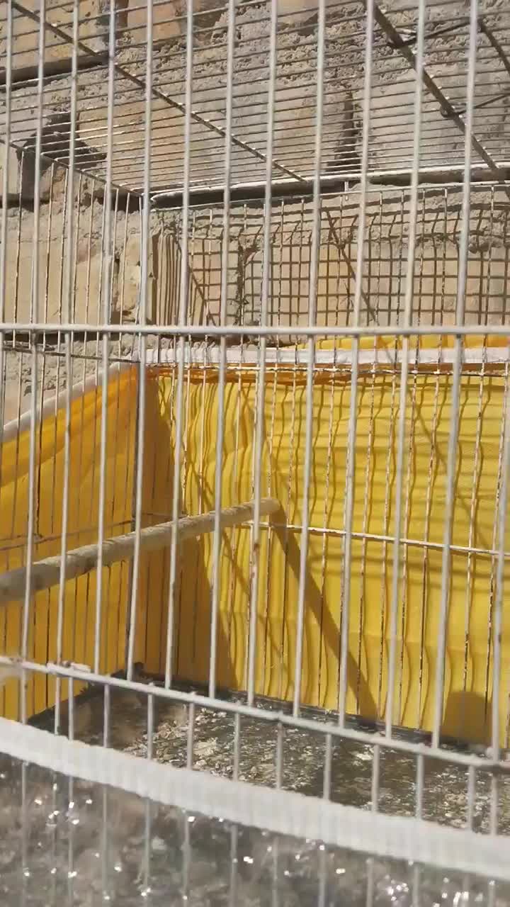 ۳  تا قناری.عروس هلندی  معاوضه|پرنده|شیراز, کوشک میدان|دیوار