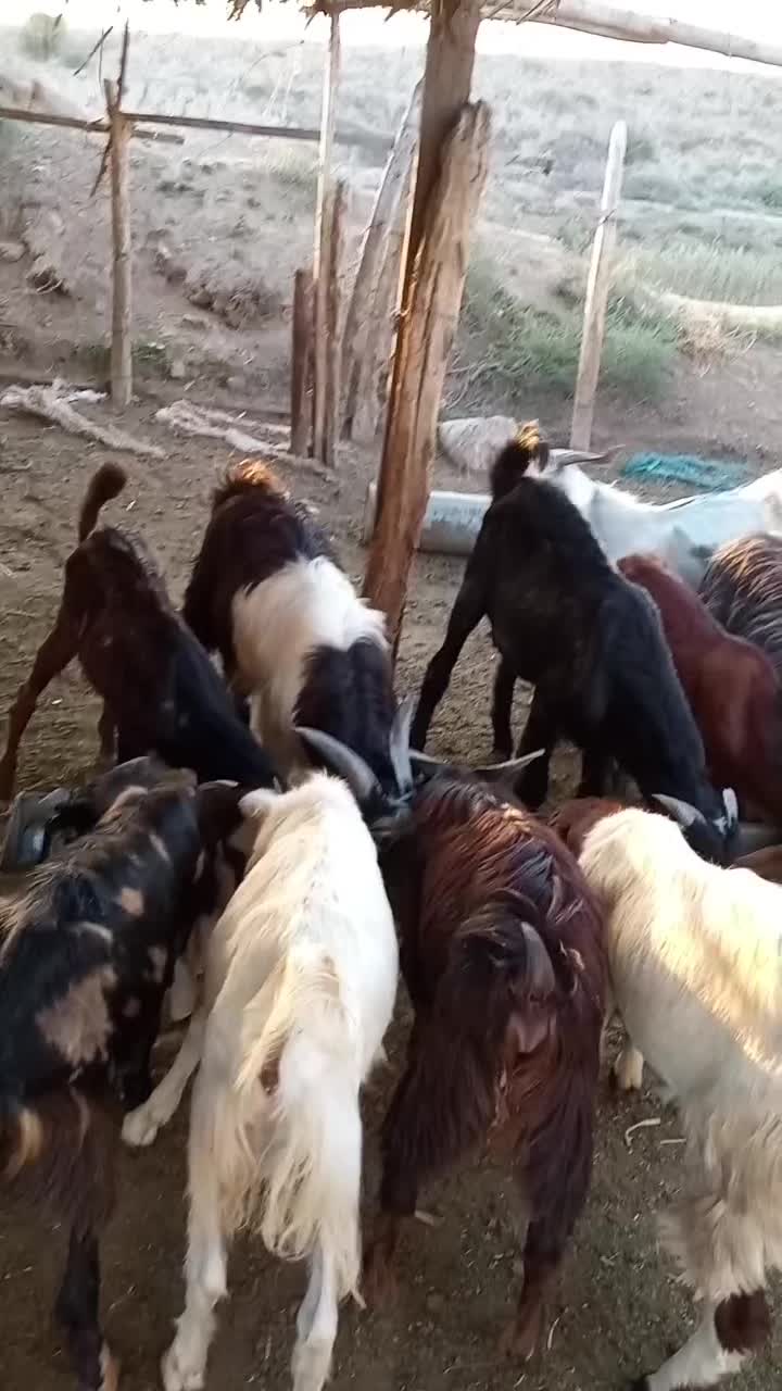 فروش بزغاله های نر|حیوانات مزرعه|سیمین شهر, |دیوار