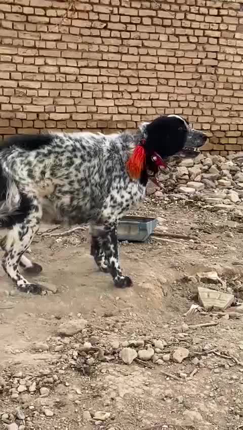 واگزاری نر ولاس قدرجونی|سگ|رودشت (اصفهان), |دیوار