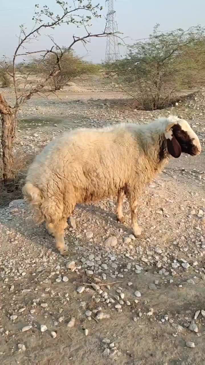 قوچ سنجابی 2ساله. گوسفند بره بز بزغاله  نربز بزنر|حیوانات مزرعه|دهلران, |دیوار