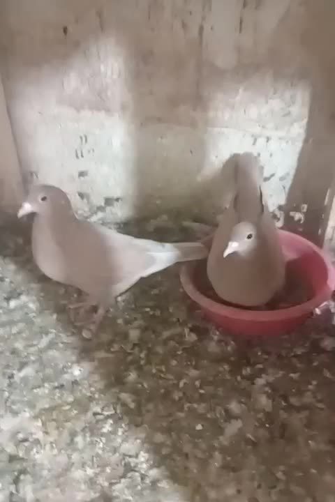 دوجفت زرده کرمانی|پرنده|تربت‌حیدریه, ترمینال|دیوار