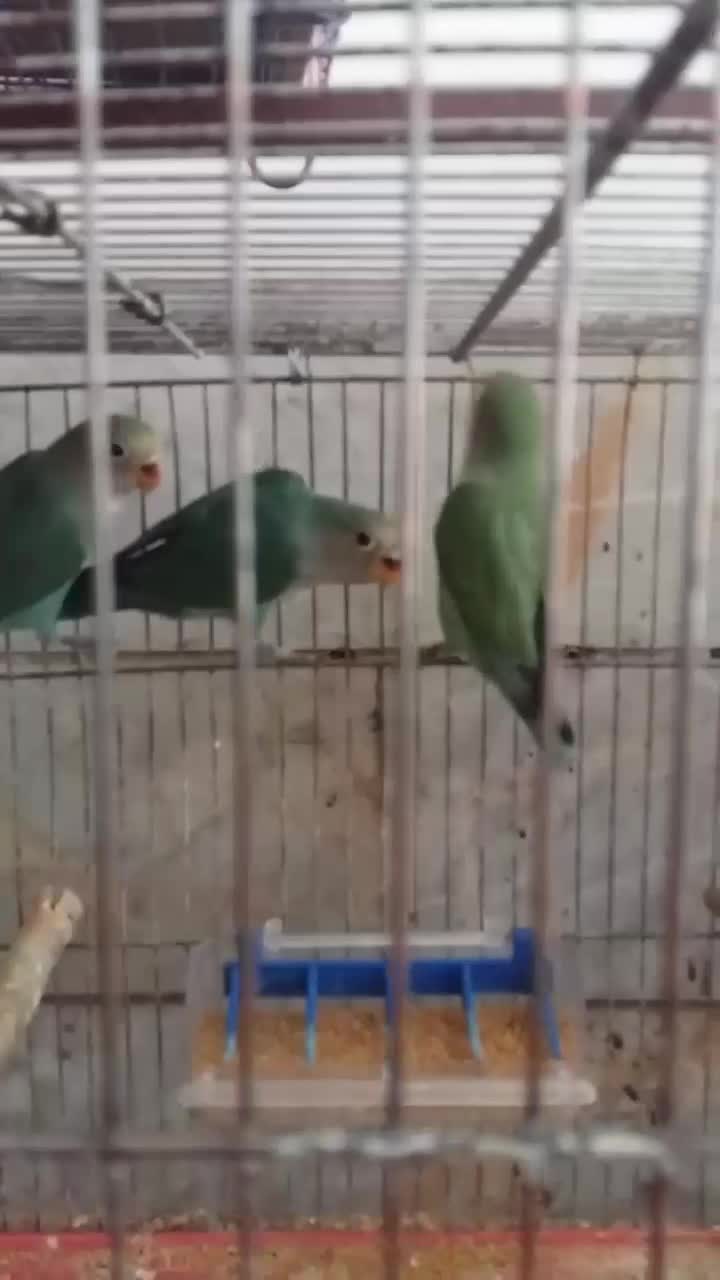 ۳عدد برزیلی ۵ماهه|پرنده|خوی, |دیوار