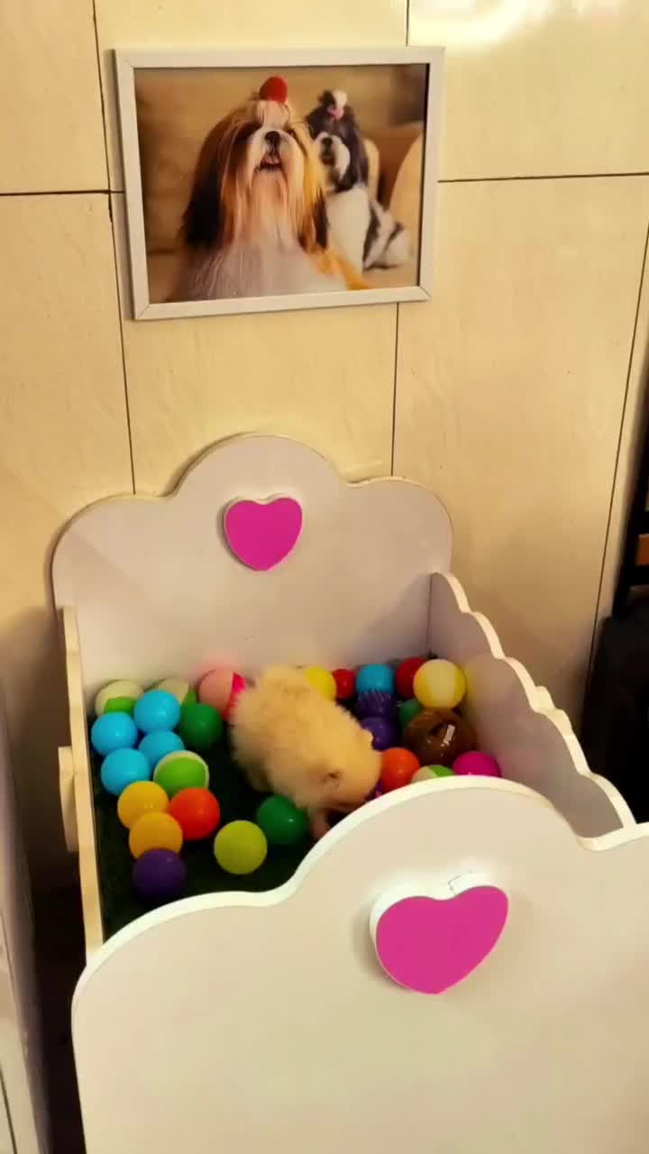 Pomeranian Original / پامرانین خرسی شیتزو توی پودل|سگ|اصفهان, خانه اصفهان|دیوار