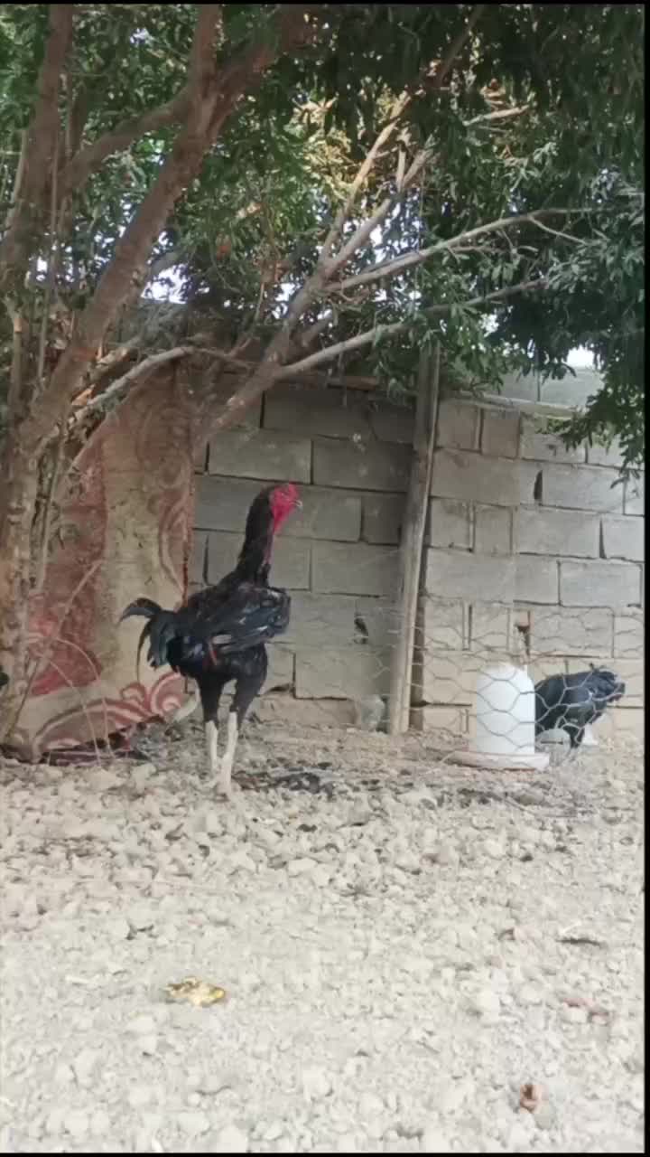 خروس لاری|حیوانات مزرعه|انبارآلوم, |دیوار