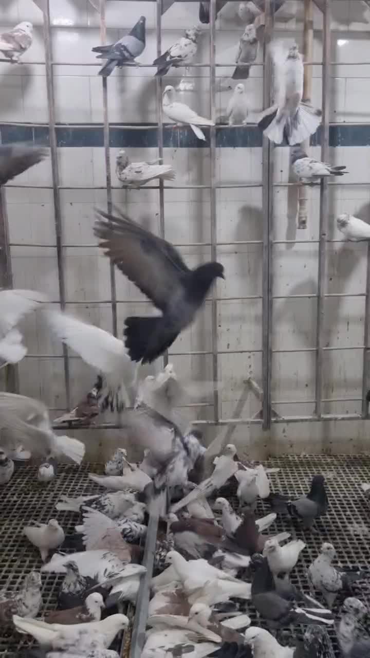 ۱۵۰ عدد پرشی|پرنده|اصفهان, عطار نیشابوری|دیوار