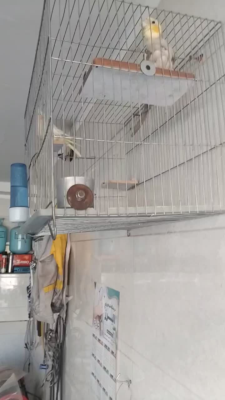 عروس هلندی جفت با قفس|پرنده|قم, پردیسان|دیوار