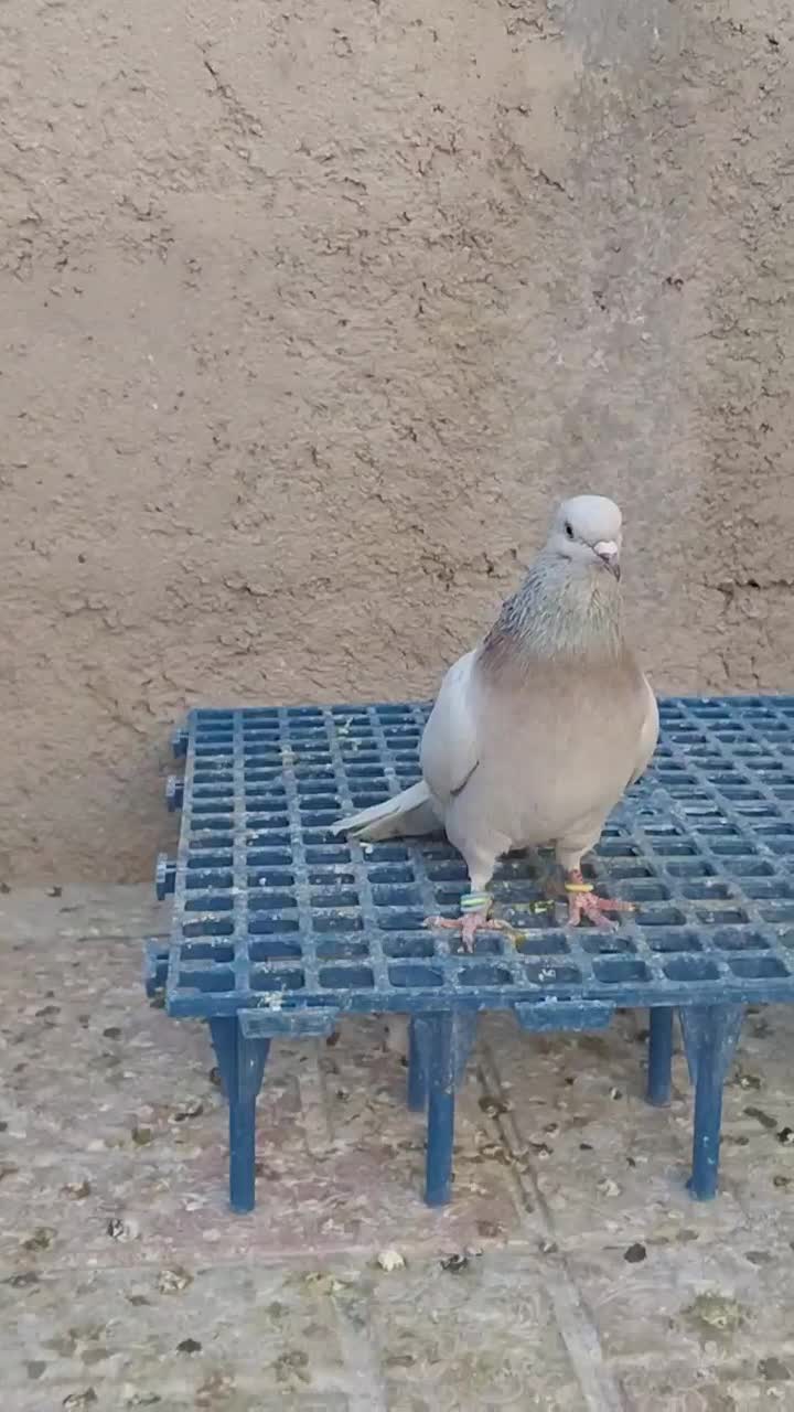 کفتر دم سفید و سینه سبز و دمبی|پرنده|صدرا-فارس, فاز ۱|دیوار