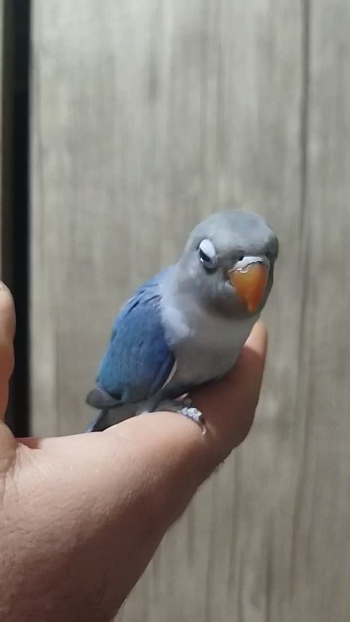 کوتوله برزیلی ماده فیشر|پرنده|اصفهان, مفتح|دیوار