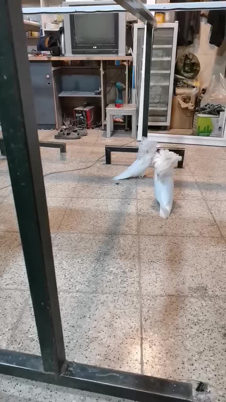 کفتر جکسون و شامپیون|پرنده|قم, بنیاد|دیوار