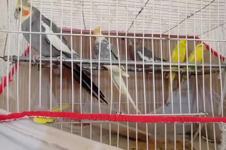 عروس هلندی و مرغ عشق|پرنده|تربت‌حیدریه, ده پائین|دیوار