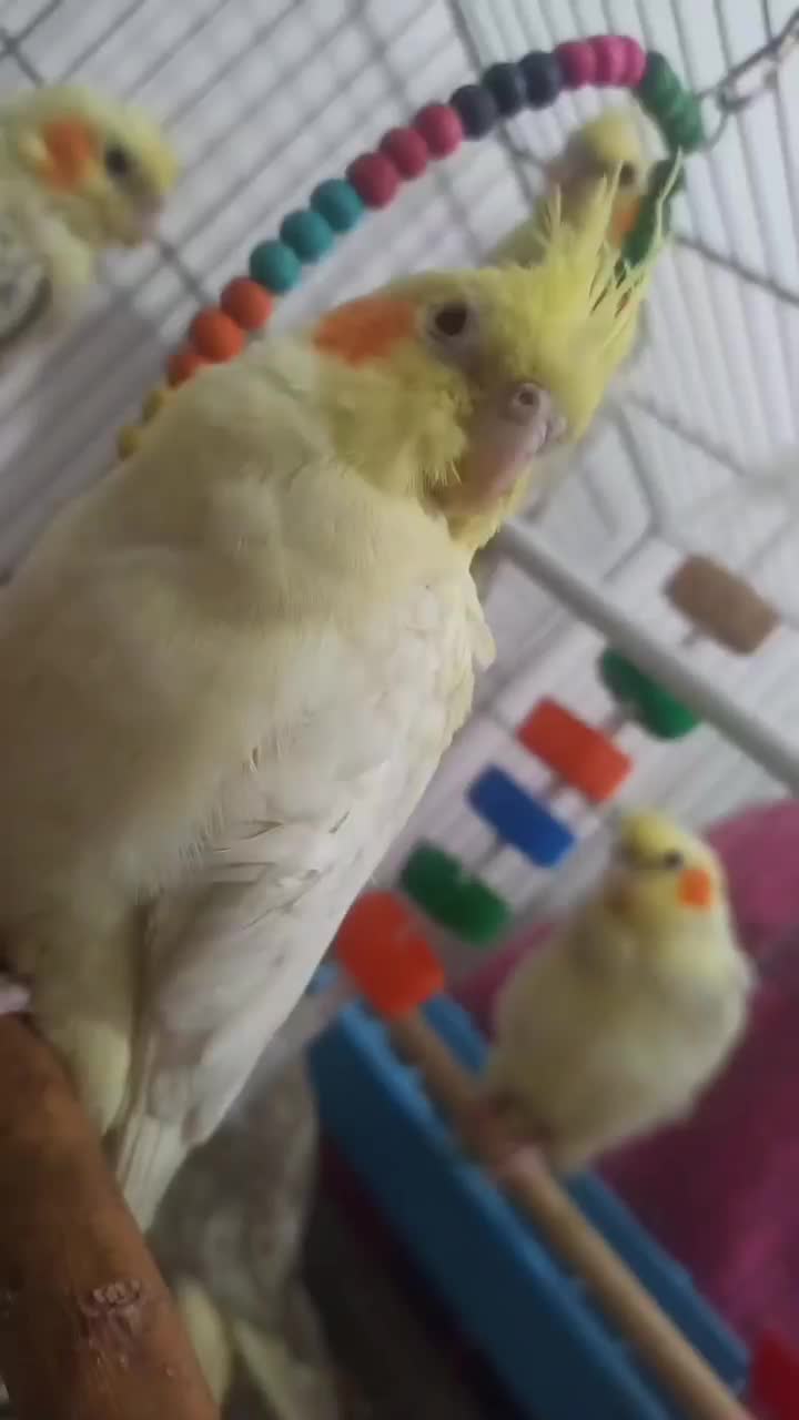 آماده سخنگو|پرنده|برخوار, |دیوار