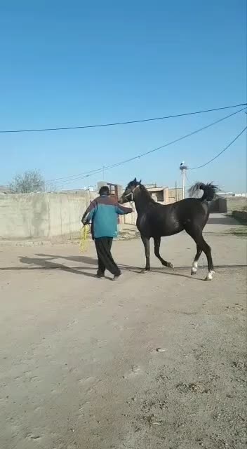 مادیان|اسب و تجهیزات اسبسواری|بیستون, |دیوار