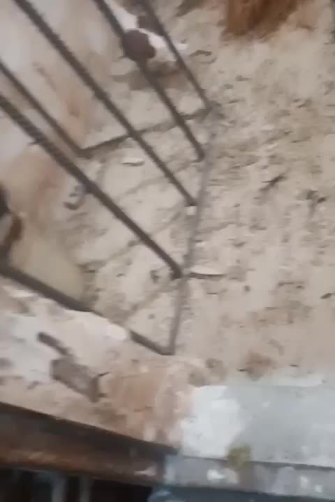 کبوتر پشتی|پرنده|جغتای, |دیوار