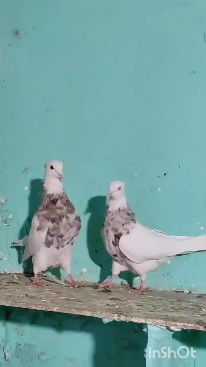 طوقی شیش دانگ و کلکسیونی|پرنده|مشهد, شهید احمدی روشن|دیوار