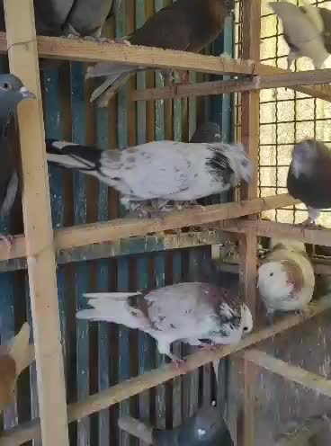 دسپر قوچی|پرنده|شهر ری, ظهیرآباد|دیوار