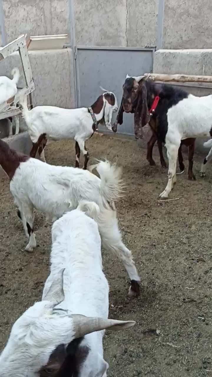 بزپاکستانی|حیوانات مزرعه|قم, بوستان جوان|دیوار