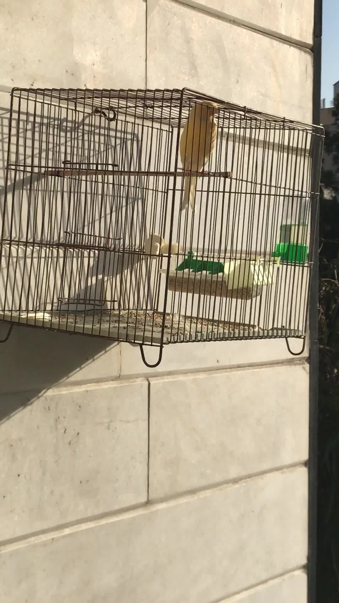 قناری نر|پرنده|تهران, علم و صنعت|دیوار