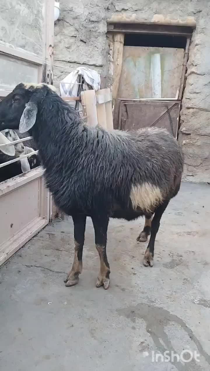 قوچ قره چال|حیوانات مزرعه|مریوان, |دیوار