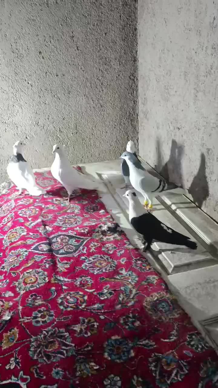 پرنده|پرنده|تاکستان, |دیوار