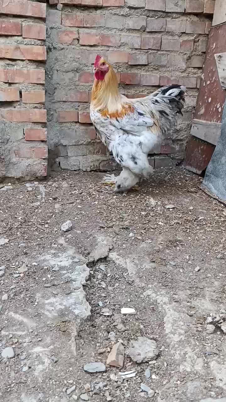 خروس برهما اصل|حیوانات مزرعه|گمیشان, |دیوار