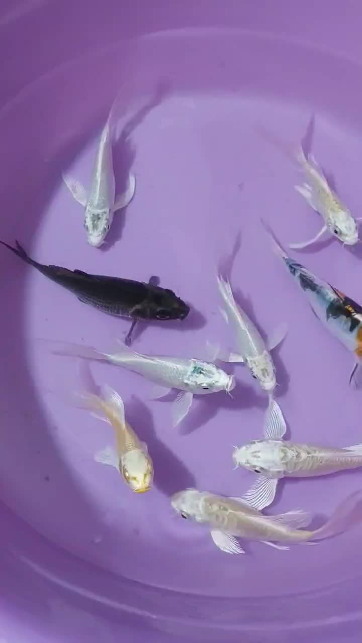 ماهی کوی ۱۰ عدد|ماهی|چهاردانگه (تهران), |دیوار