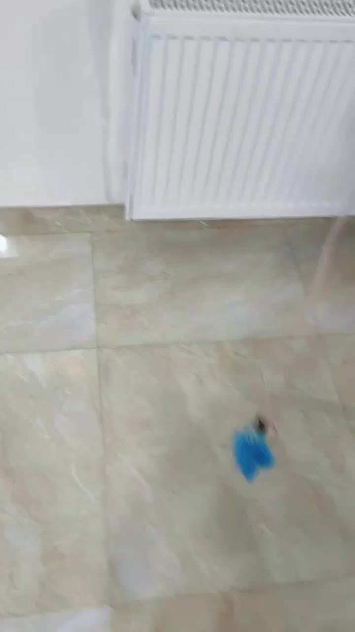 واگذاری رایگان ۲ عدد بچه گربه|گربه|ماسال, |دیوار