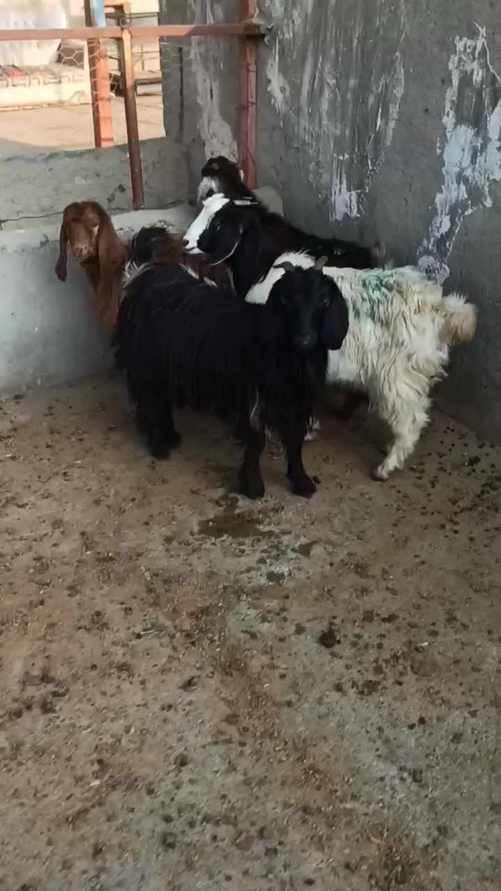 ۴ عدد بزغاله برای نگهداری و سربریدن و قربانی کردن|حیوانات مزرعه|میاندوآب, |دیوار