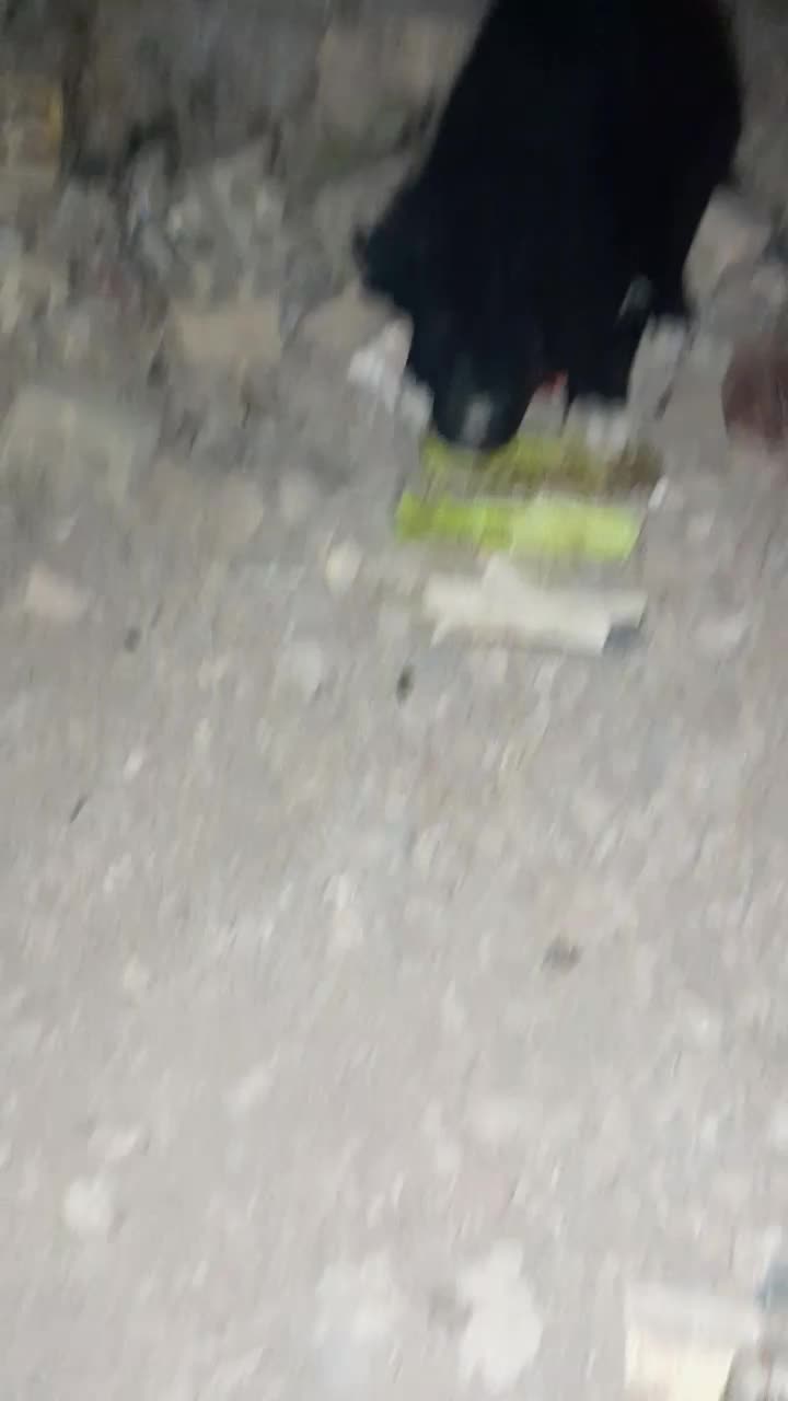 واگذاری سک قهدریجانی فی جفت۵|سگ|لنجان, |دیوار