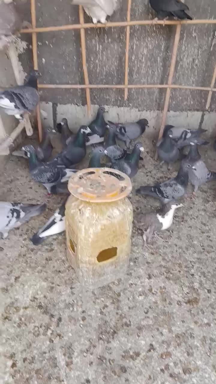 ۵۵عدد کبوتر مشهدی قیمت یک جا دونه ای ۳۰۰هزار تومن|پرنده|سرخه, |دیوار