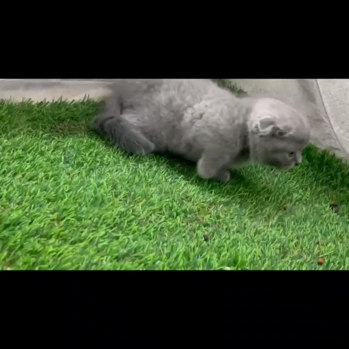 گربه اسکاتیش و بریتیش|گربه|مشهد, الهیه|دیوار