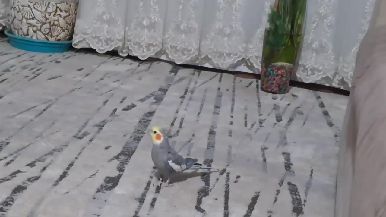 فروش یک جفت عروس هلندی بالغ|پرنده|ابریشم, |دیوار