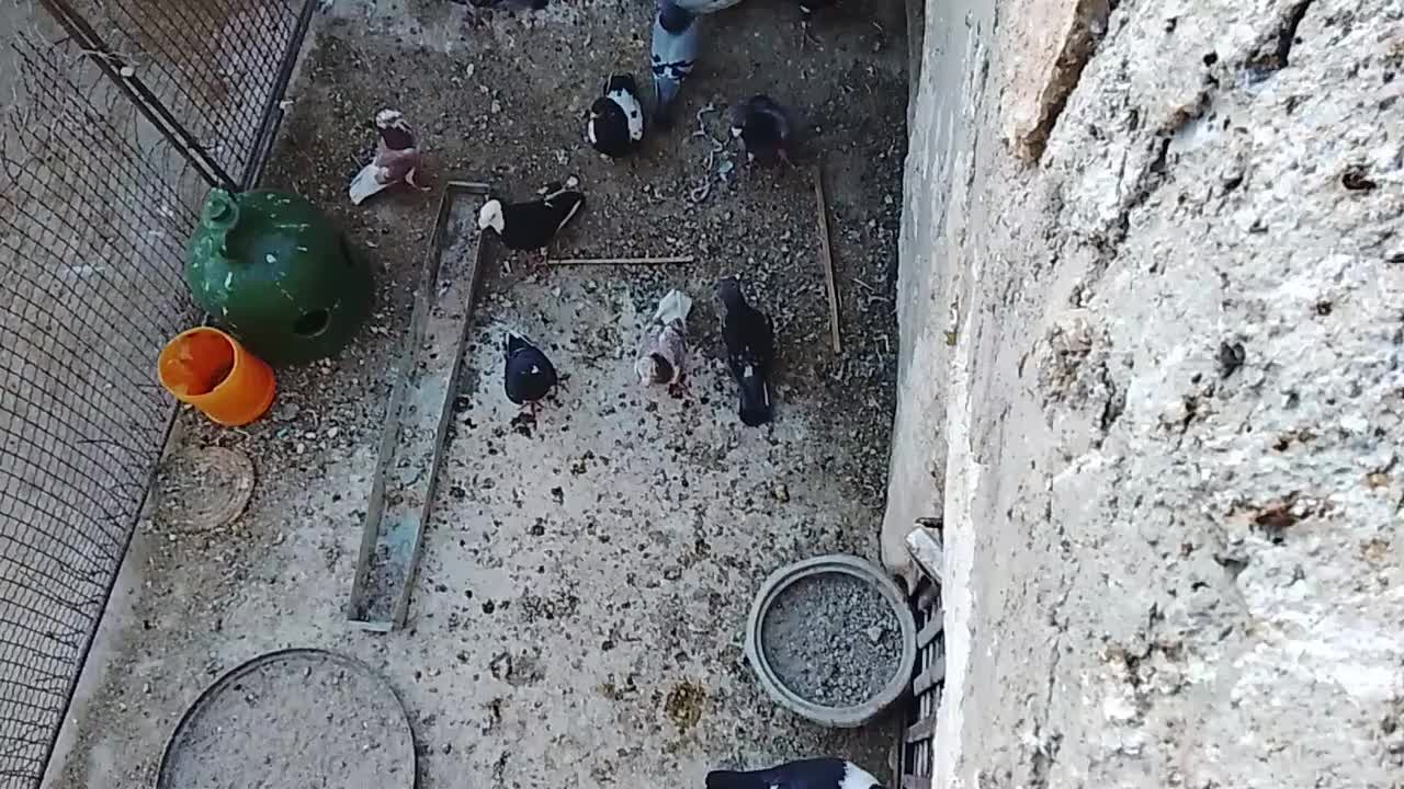 کبوتر|پرنده|سراوان, |دیوار