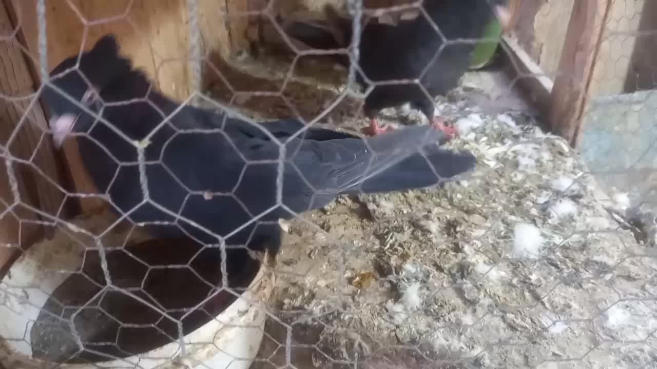 زاغ چشم نوک سفید|پرنده|قم, نخودی|دیوار