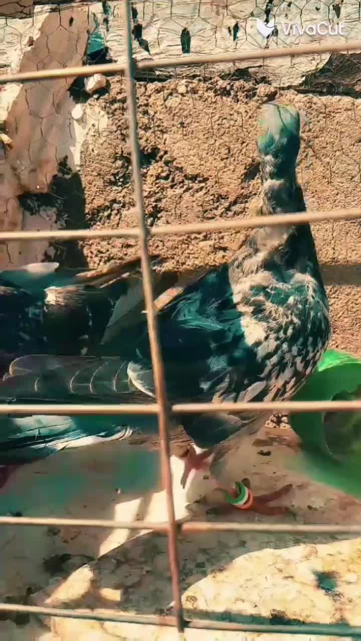 کفتر|پرنده|بیرجند, |دیوار