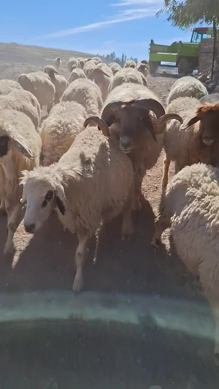 قوچ داشتی ۴ سال به شرط|حیوانات مزرعه|آبدانان, |دیوار