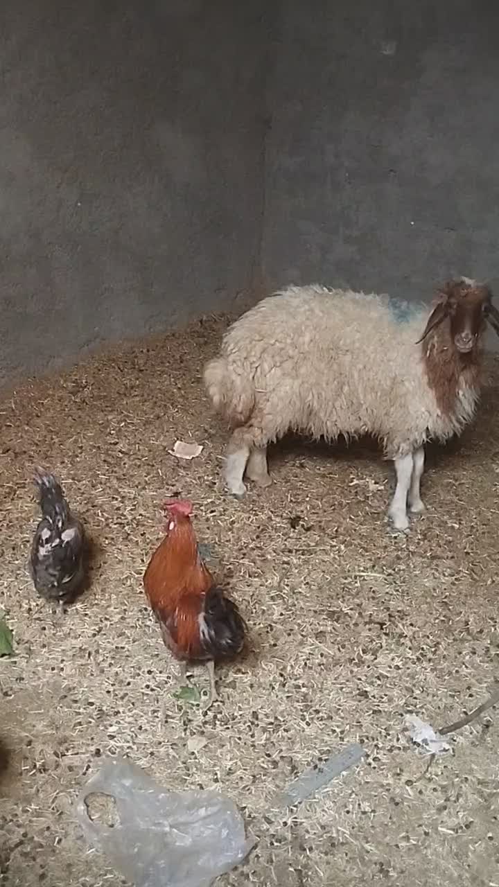 یک عدد بره ماده|حیوانات مزرعه|اهواز, کیان اباد|دیوار