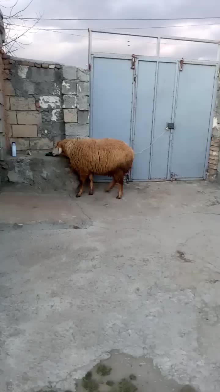 قوچ|حیوانات مزرعه|مشگین شهر, |دیوار