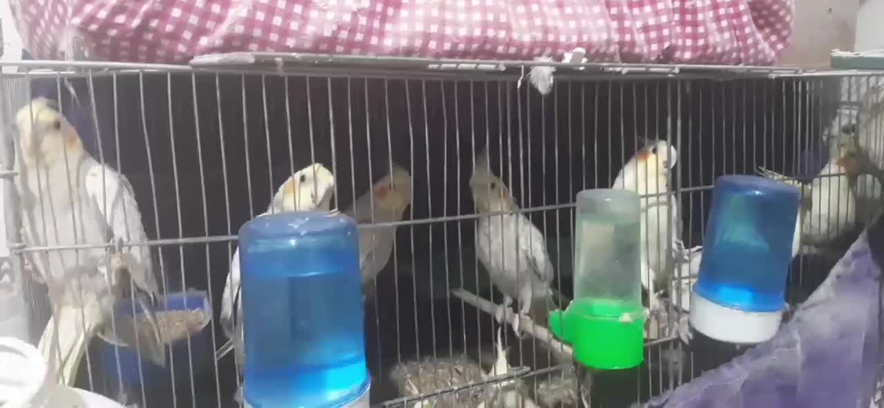 عروس هلندی|پرنده|کرج, کمال‌شهر|دیوار