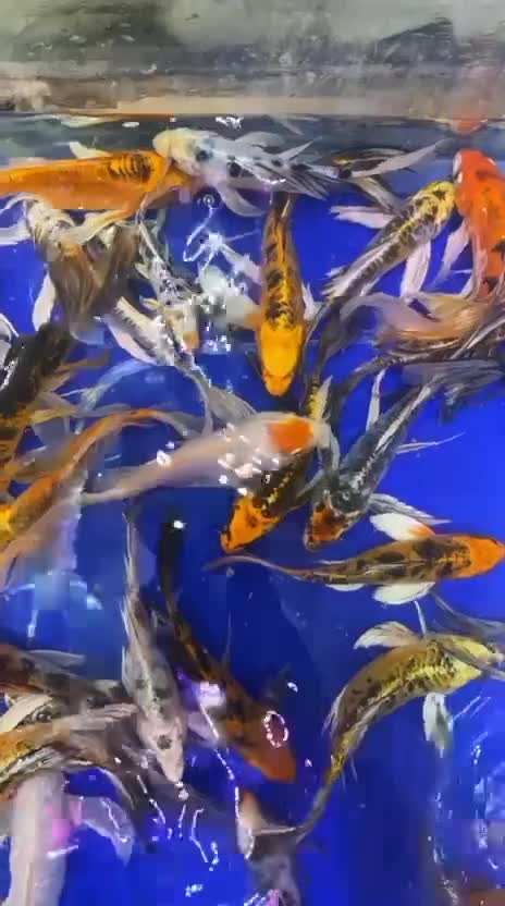 فروش ویژه ماهی کوی دسترسی آسان مرکز تهران|ماهی|تهران, بریانک|دیوار