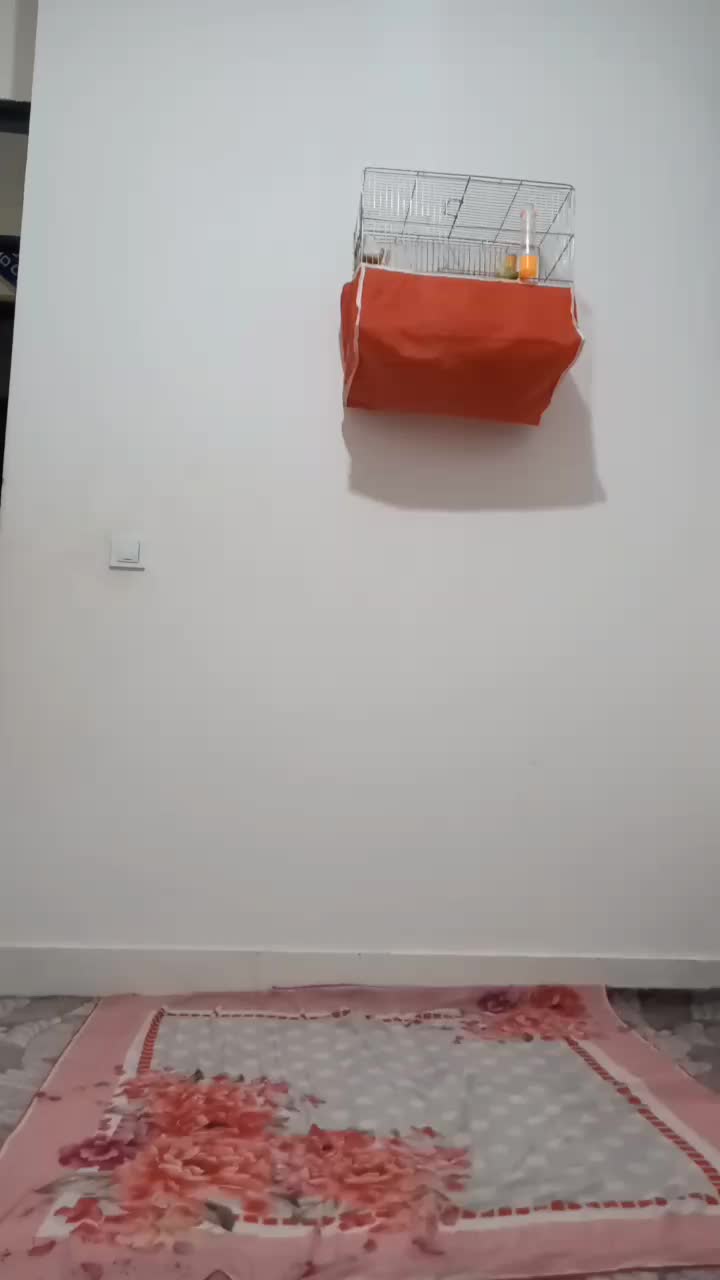 قناری زینتی کشیده تازه بخوان شده|پرنده|دهگلان, |دیوار