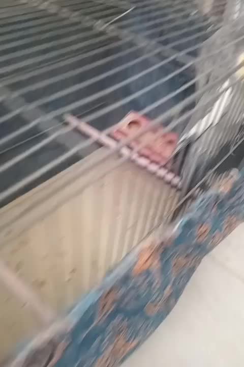 عروس هلندی سینامون|پرنده|قم, بنیاد|دیوار