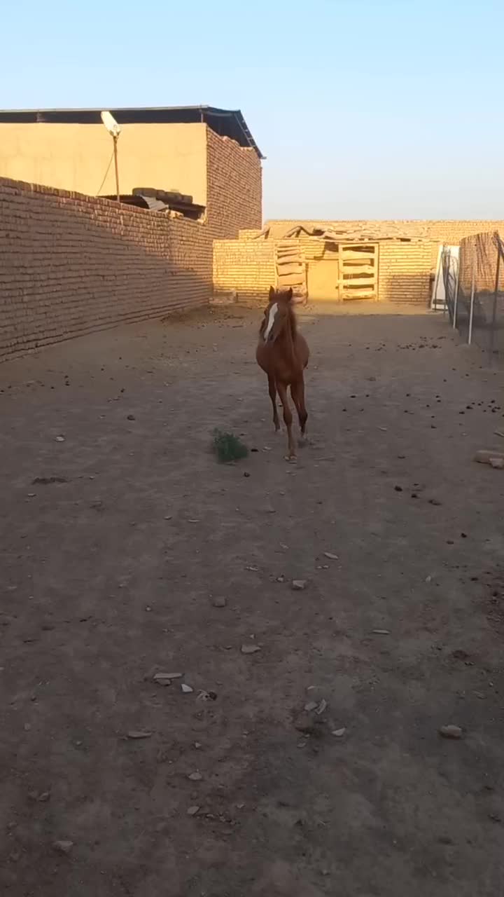 کره مادیان|اسب و تجهیزات اسبسواری|قم, پردیسان|دیوار