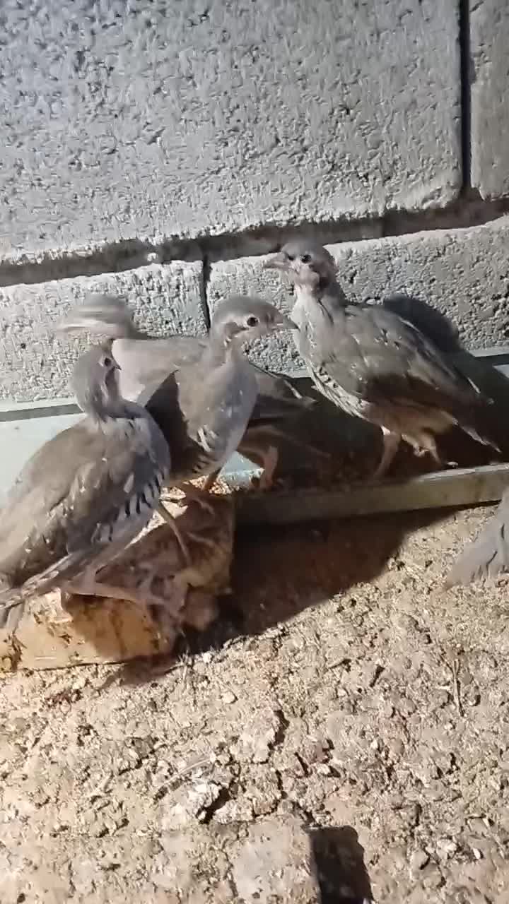 جوجه بلدرچین پرورشی منوجان|حیوانات مزرعه|بندرعباس, |دیوار